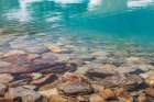 Canada, British Columbia, East Kootenay Mountains. Rocks under clear lakeshore water. Art Print